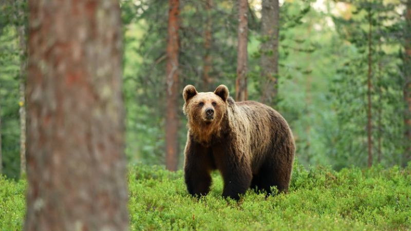Мечка нападна пчелин край Асеновград и изяде 150 кг мед
